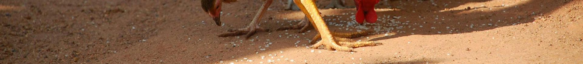 Close-Up Shot of Chickens